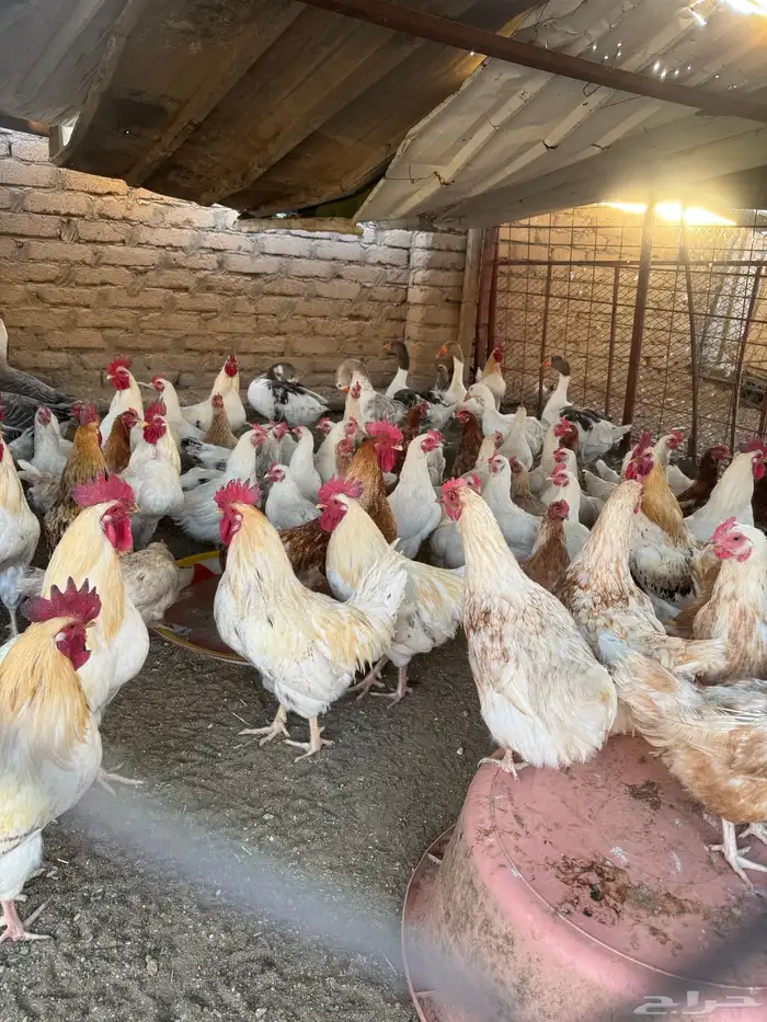 دجاج لوهمان 3