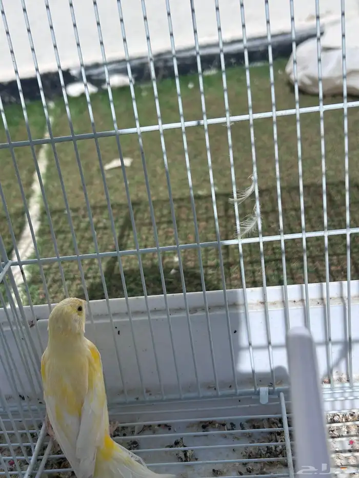 انثى كناري للبيع 4