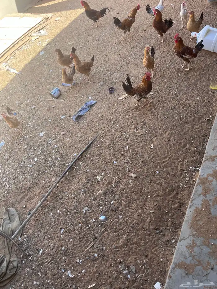 دجاج وديكه للبيع 1