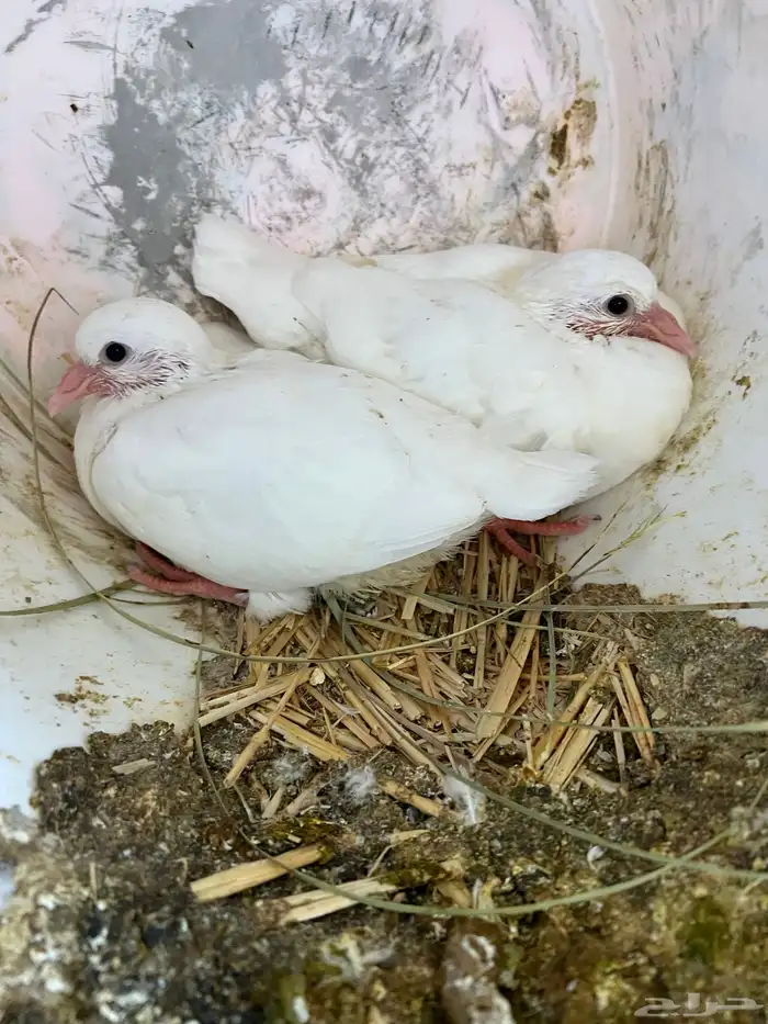 زغليل حمام فرنسي 1