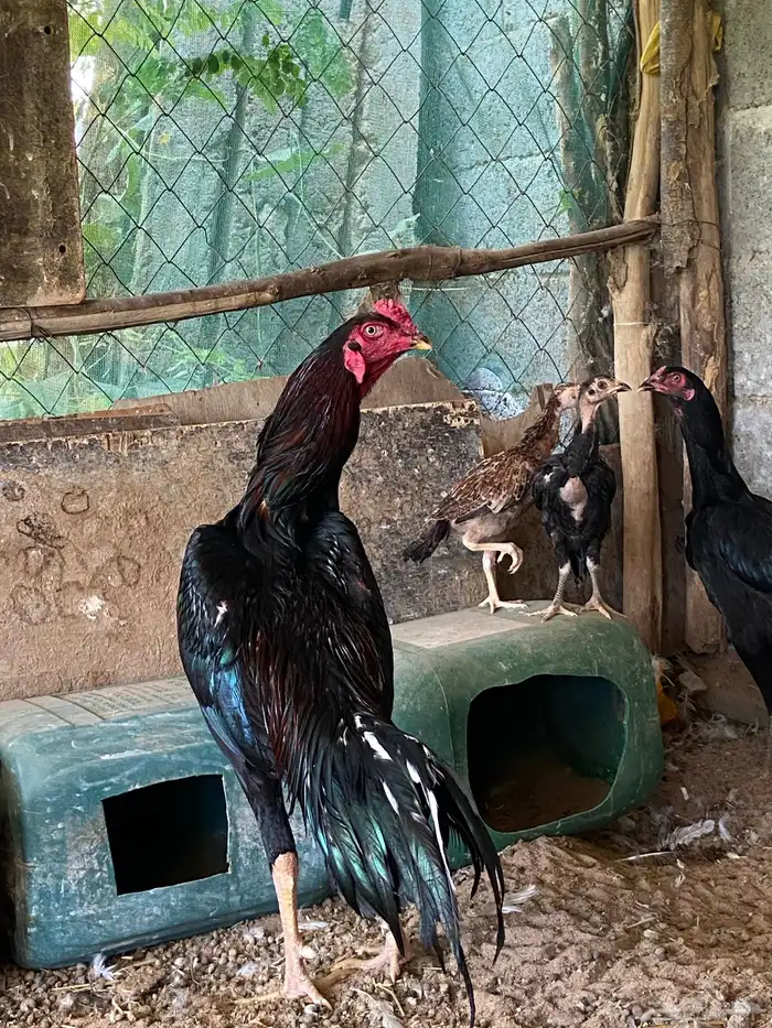 دجاج شامو الماني للبيع 1