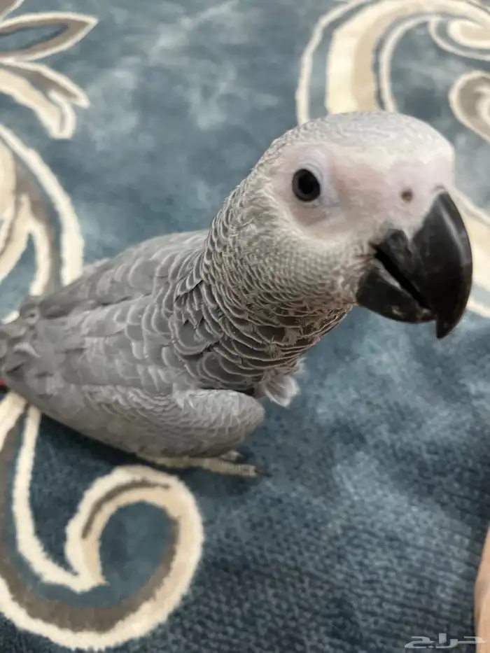 فرخ كاسكو إفريقي مميز جاهز للبيع 1