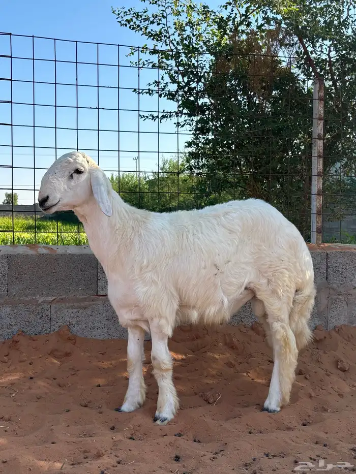 حري مشروع فحل معرف 0