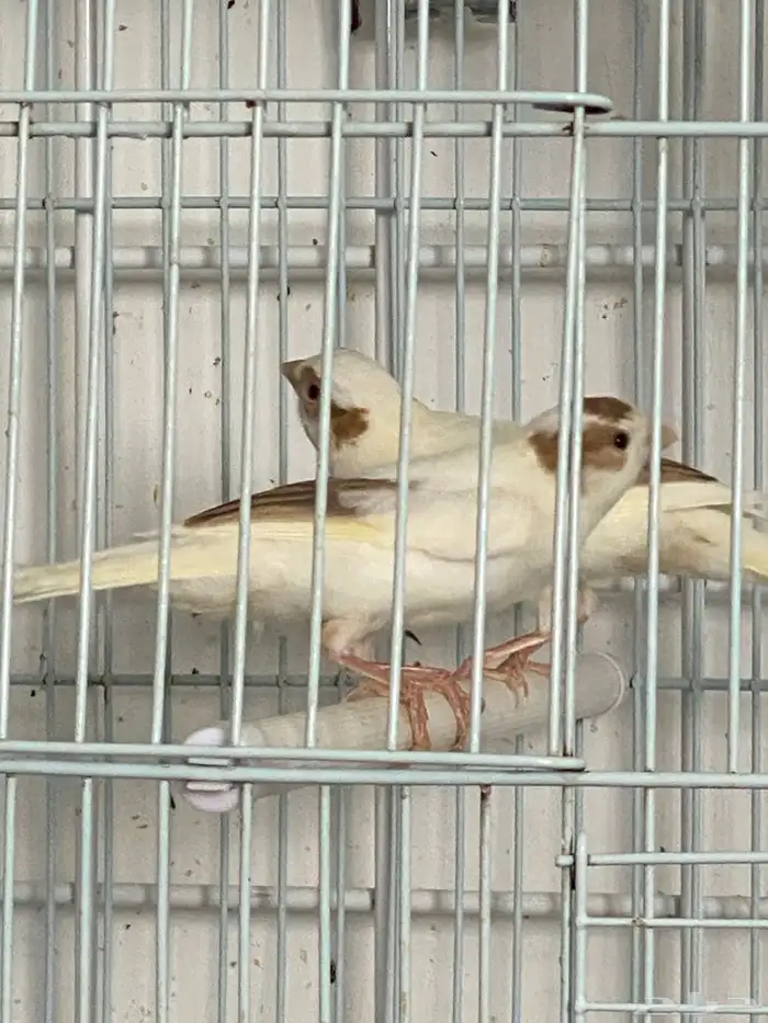 كناري اعمار خمسه شهور 4