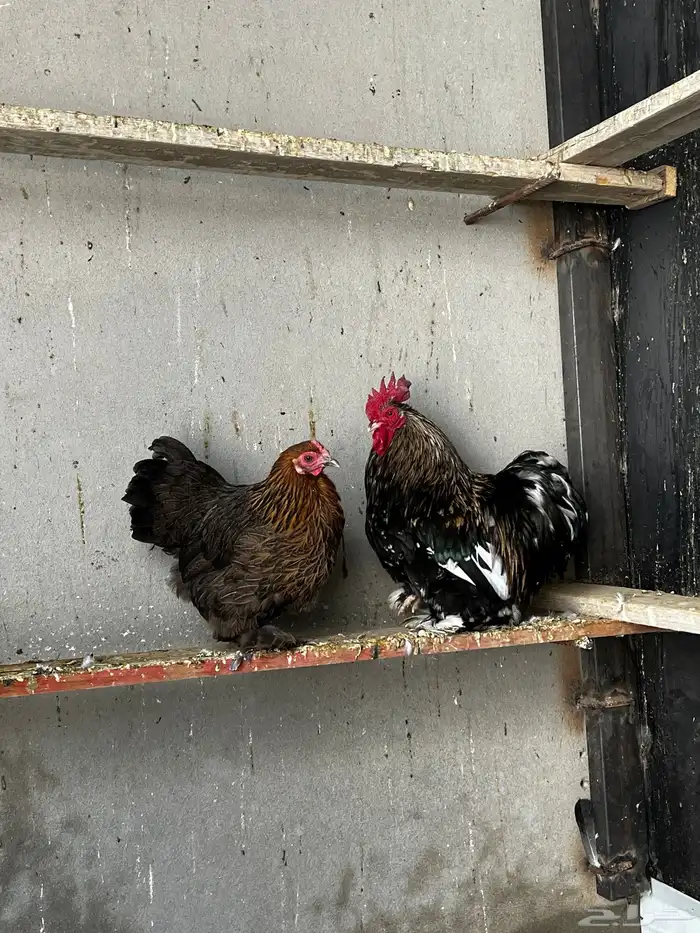 (تم البيع). 0