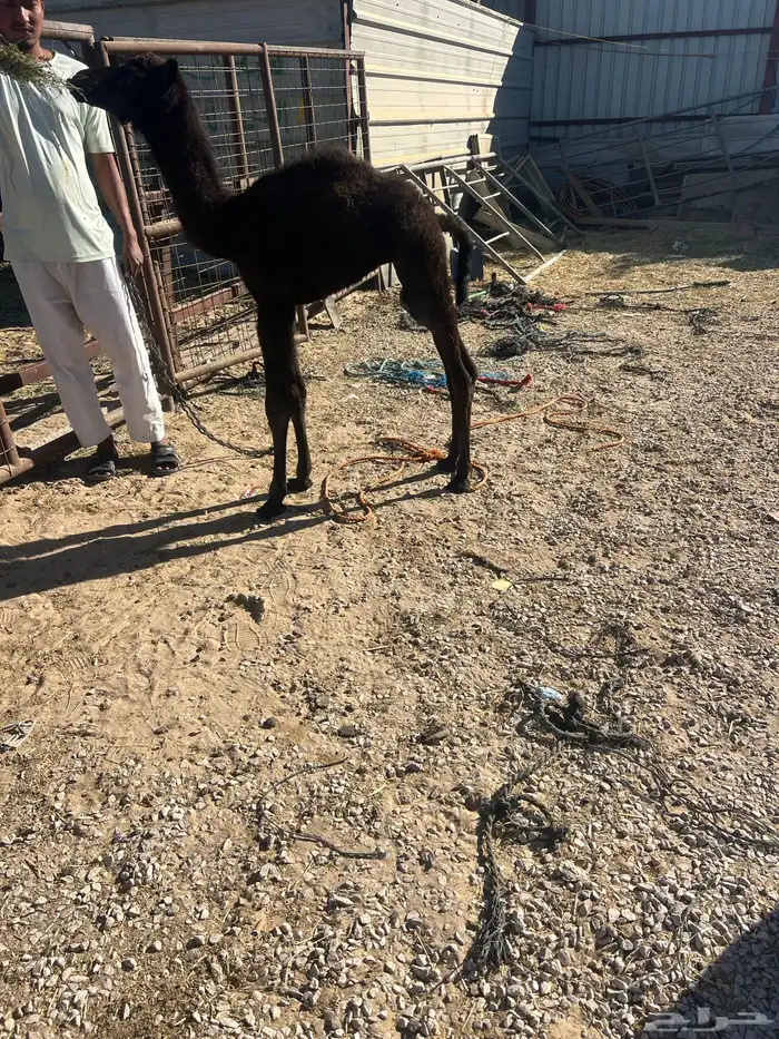 قعود عمره شهر تم البيع 1