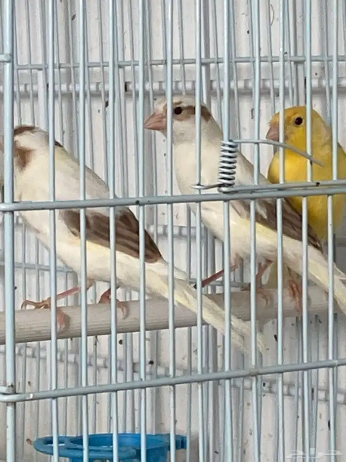 كناري اعمار خمسه شهور 5