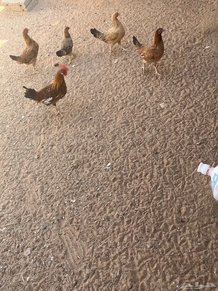 دجاج وديكه للبيع 0