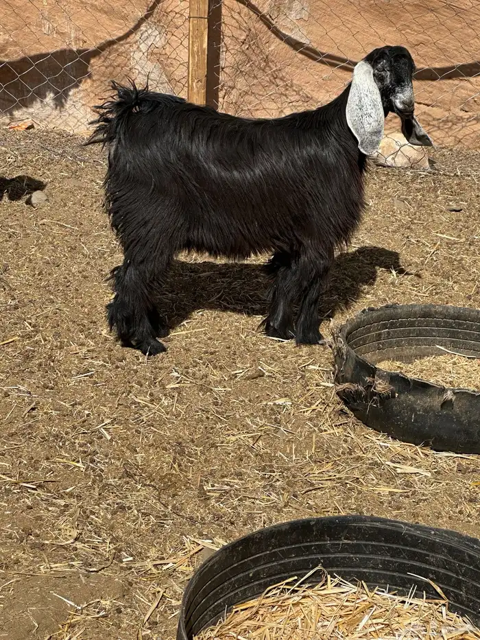 جفار وتيوس 9