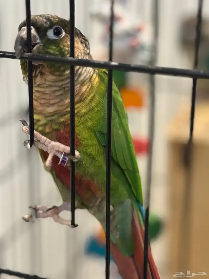 Green and blue conure parrot 1