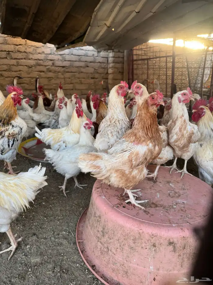 دجاج لوهمان 4