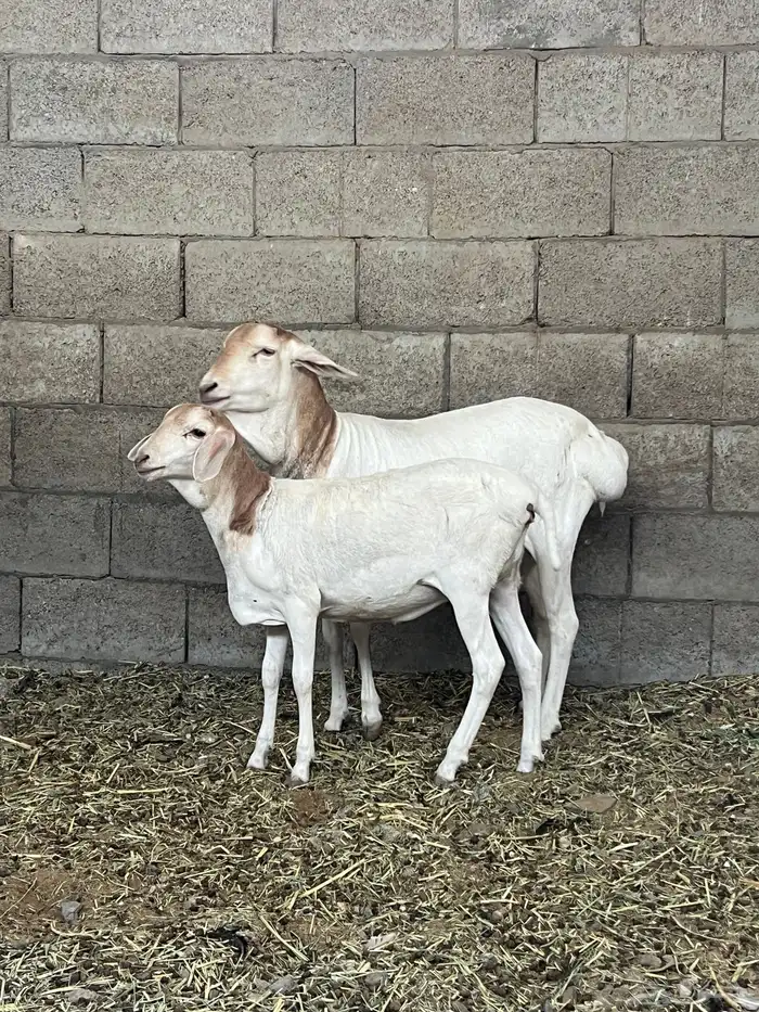 بربرية تحتها رخلة 1