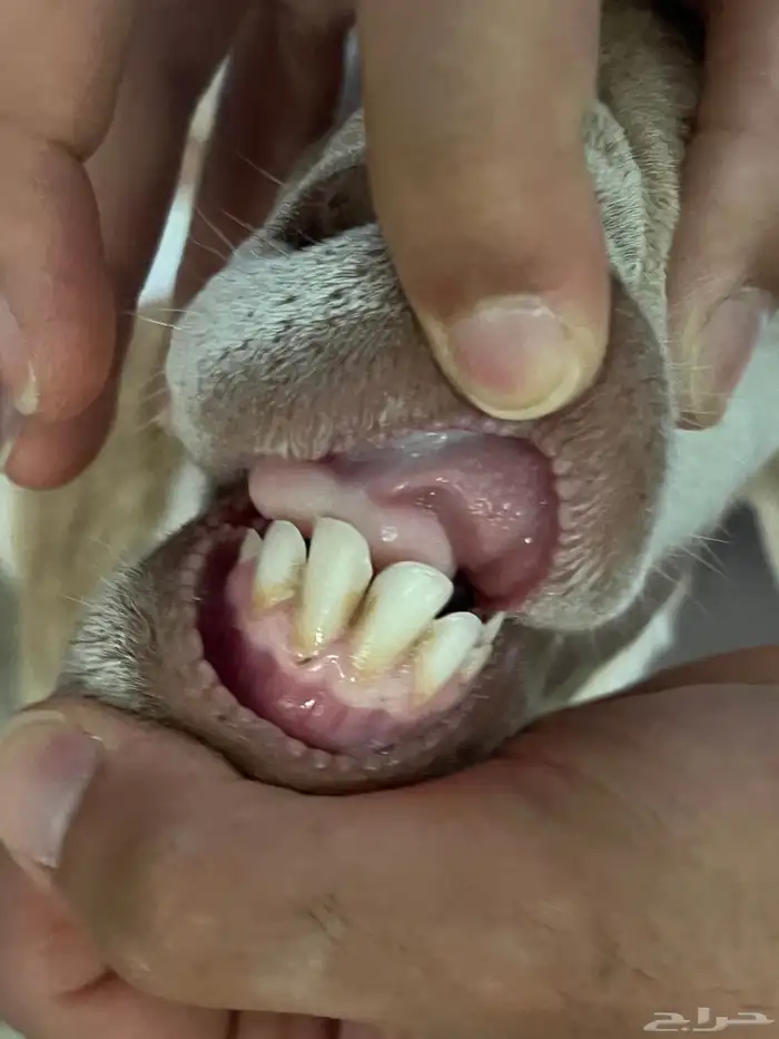 بربرية تحتها رخلة 3