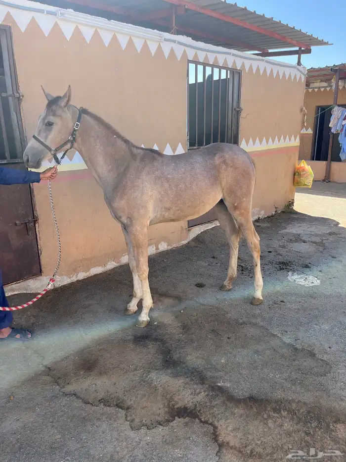 مهره شعبيه 0