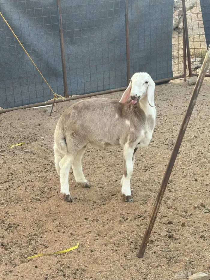 طلي مهجن تم البيع 3