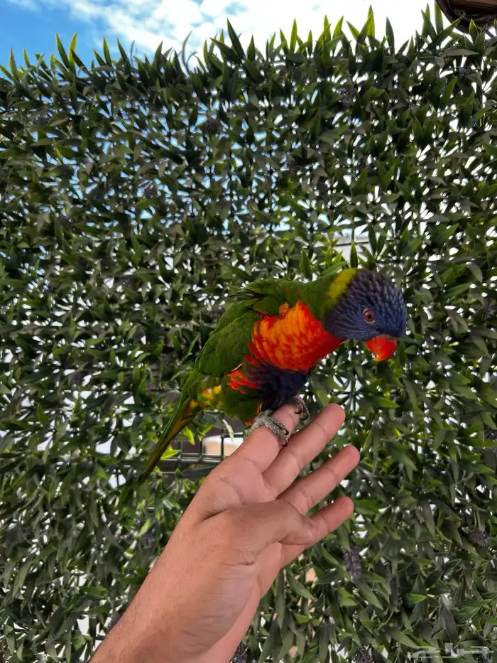 لوري ينبو اليف و متكلم و يرقص و لعوب مشاء الله 1