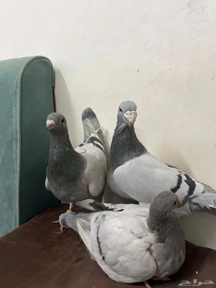 جوز حمام هومر مستوي عالي الصحه شرط 2