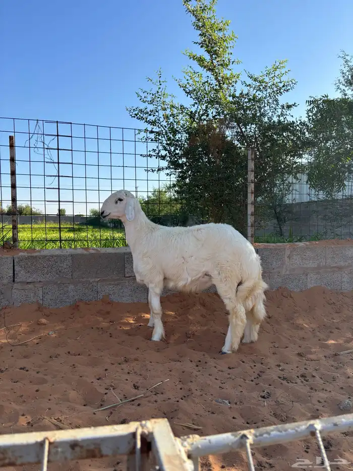 حري مشروع فحل معرف 5