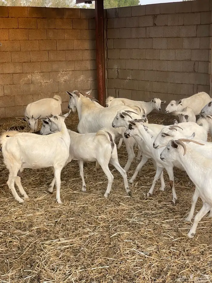 معزى بيشيات شبب بالفحل للبيع التواصل واتساب 1