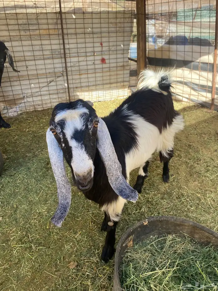 جفرة برقا جذعه(( تم البيع)) 5