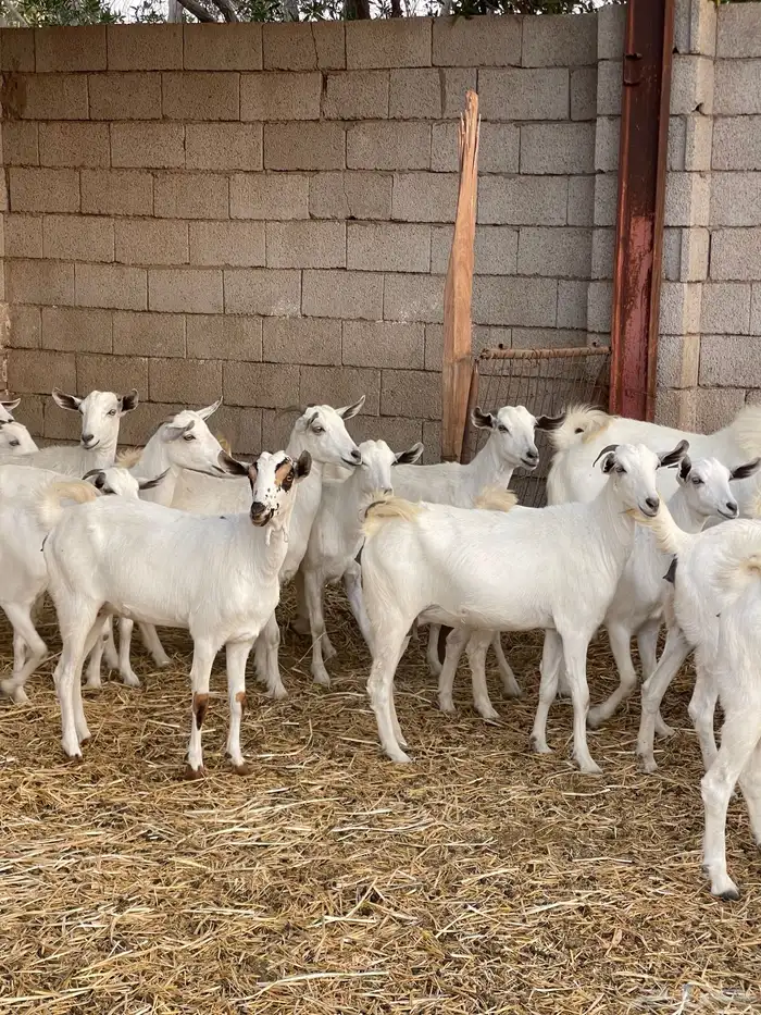 معزى بيشيات شبب بالفحل للبيع التواصل واتساب 2