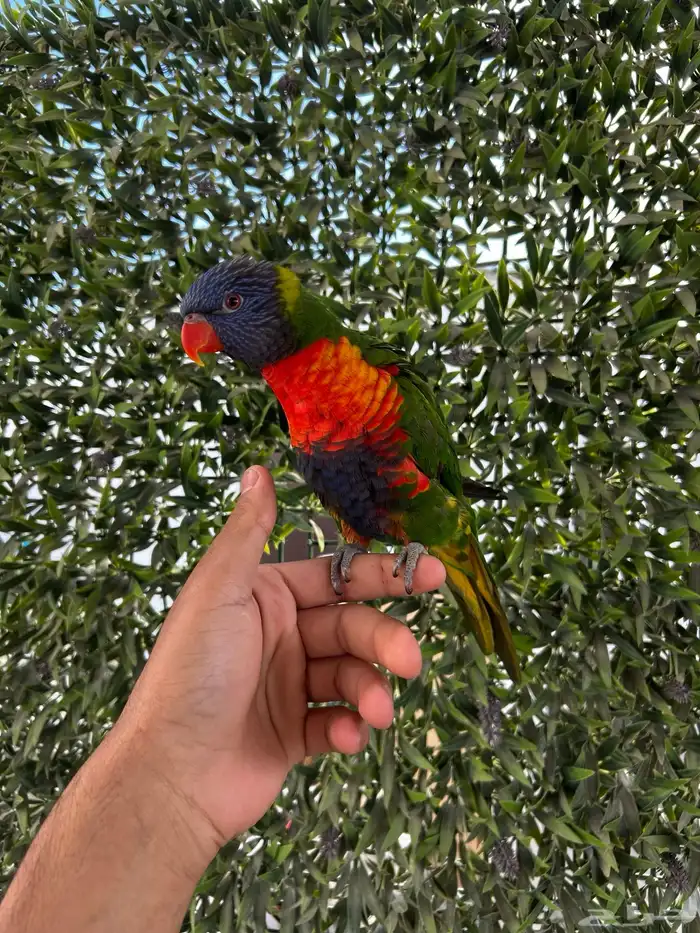 لوري ينبو اليف و متكلم و يرقص و لعوب مشاء الله 0