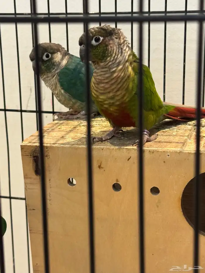 Green and blue conure parrot 0