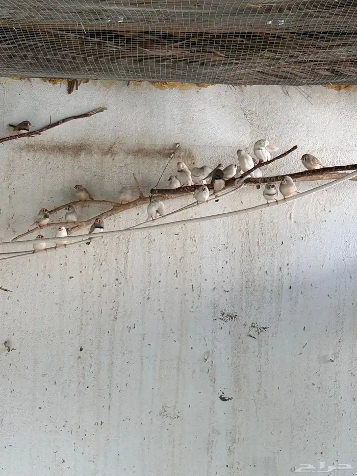 زيبرا هولندي واسترالي 3