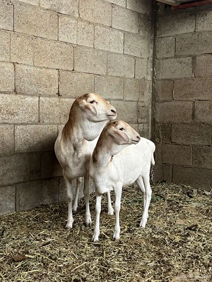 بربرية تحتها رخلة 0