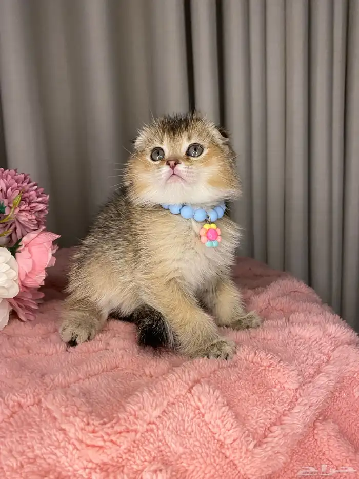 قطط سكوتش تربل فولد منشكن 2