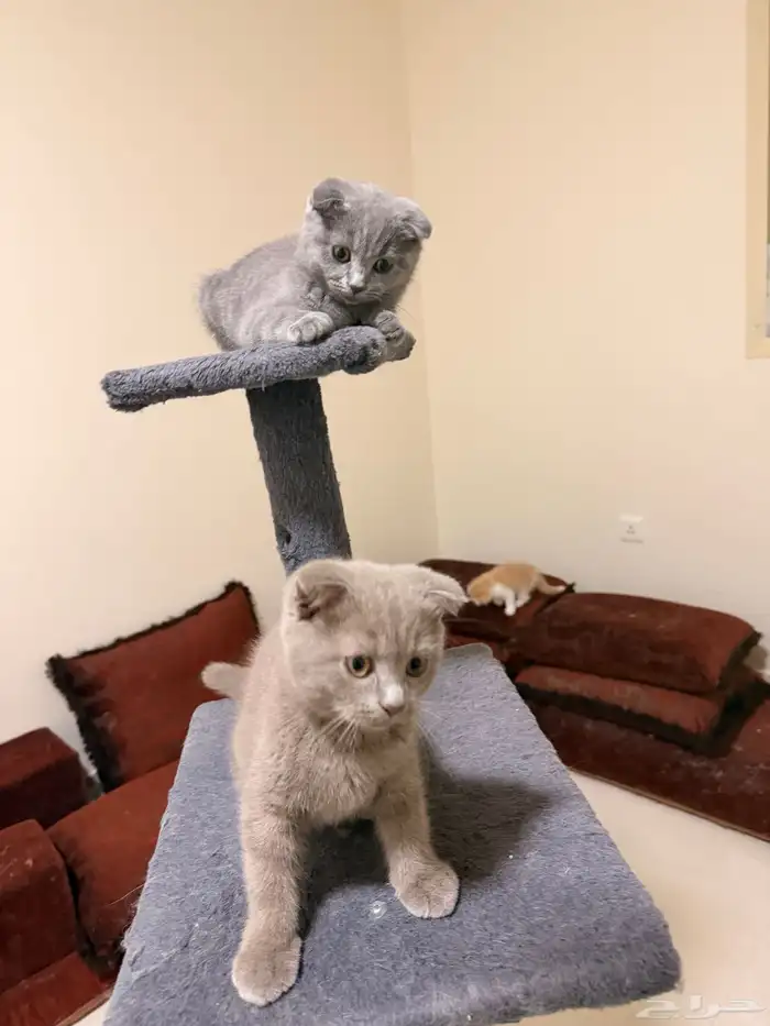 قطط سكوتش بيور عمر 3 شهور 1