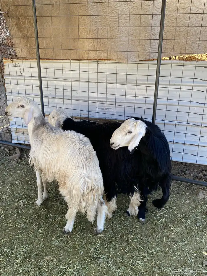 طليان نجديه 4