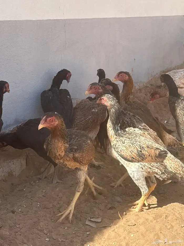 دجاج وديوك شامو مستويات (تفريد   طقوم   جمله) 5