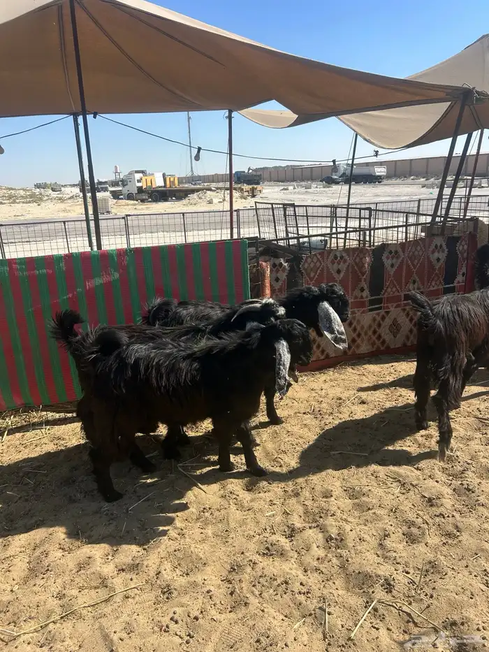 نعيم هرافي ونعيم جبر ووسط وحريات جبر ووسط وهرافي وتيوس عواض 10