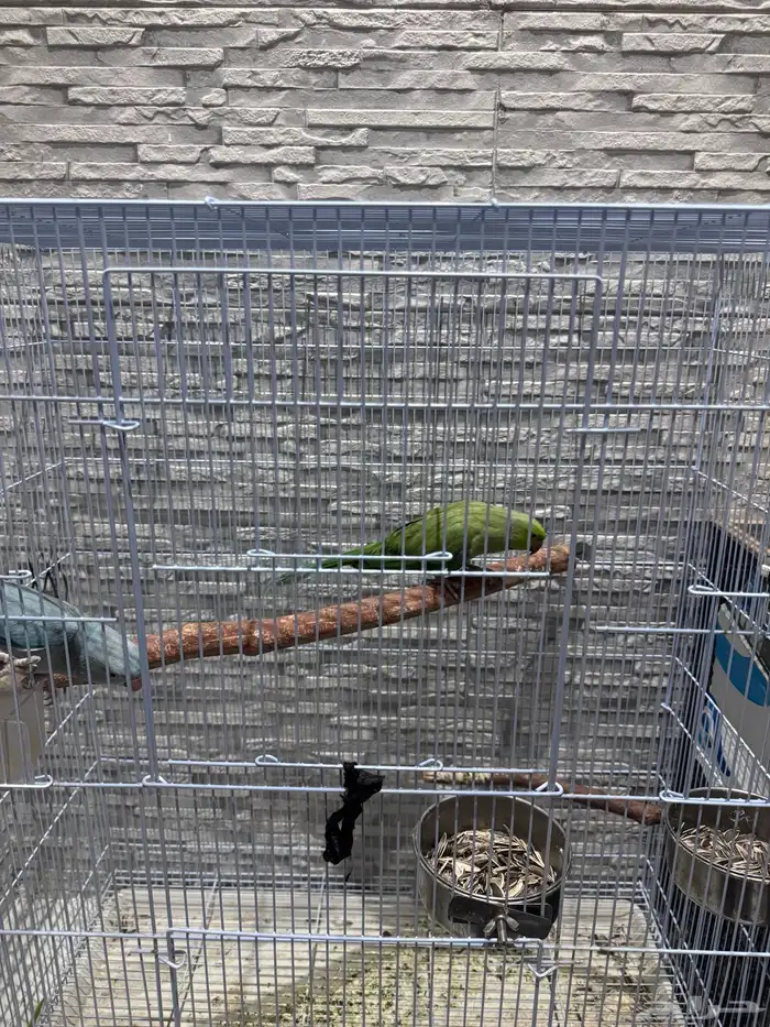 زوج درة هولندي وهندي الأنثى متكلمة 4