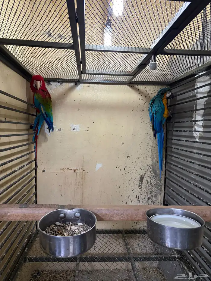 جوز مكاو حجم جامبو 0