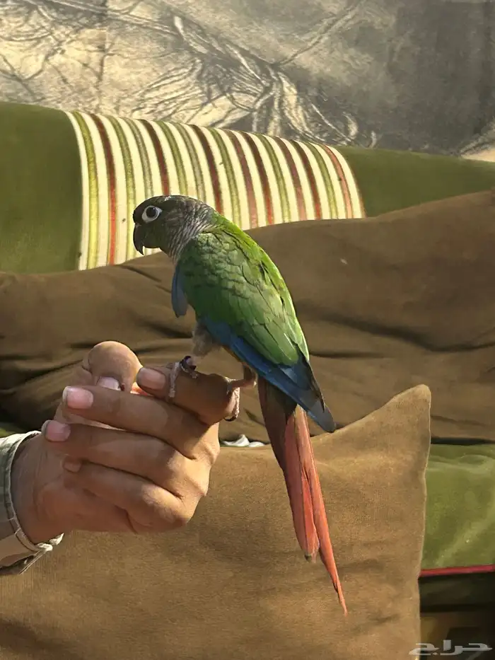 كنيور اليف 2