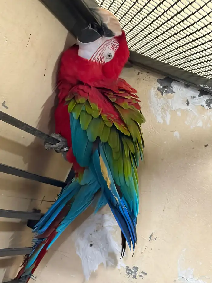 جوز مكاو حجم جامبو 2