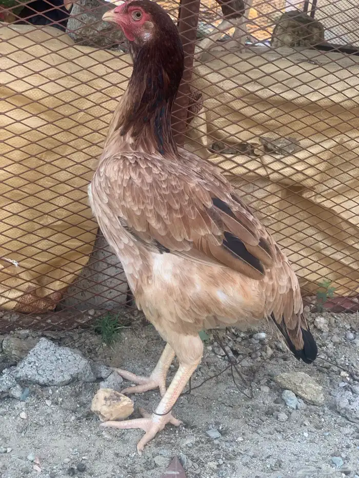 ديكه انثئ باكستاني 2