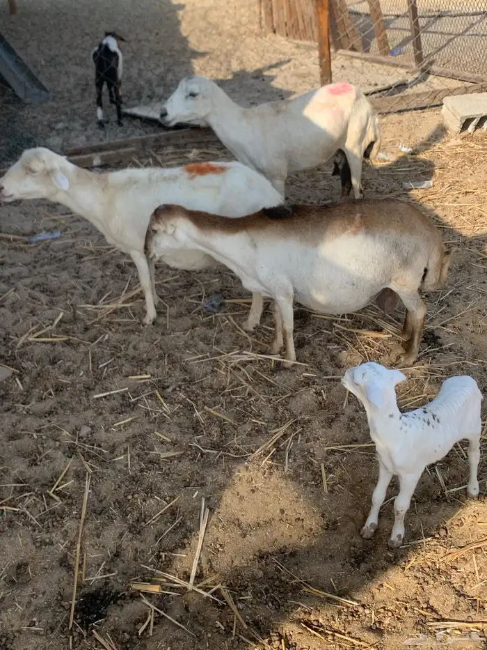 للبيع ضان رفيديات مواليد 0