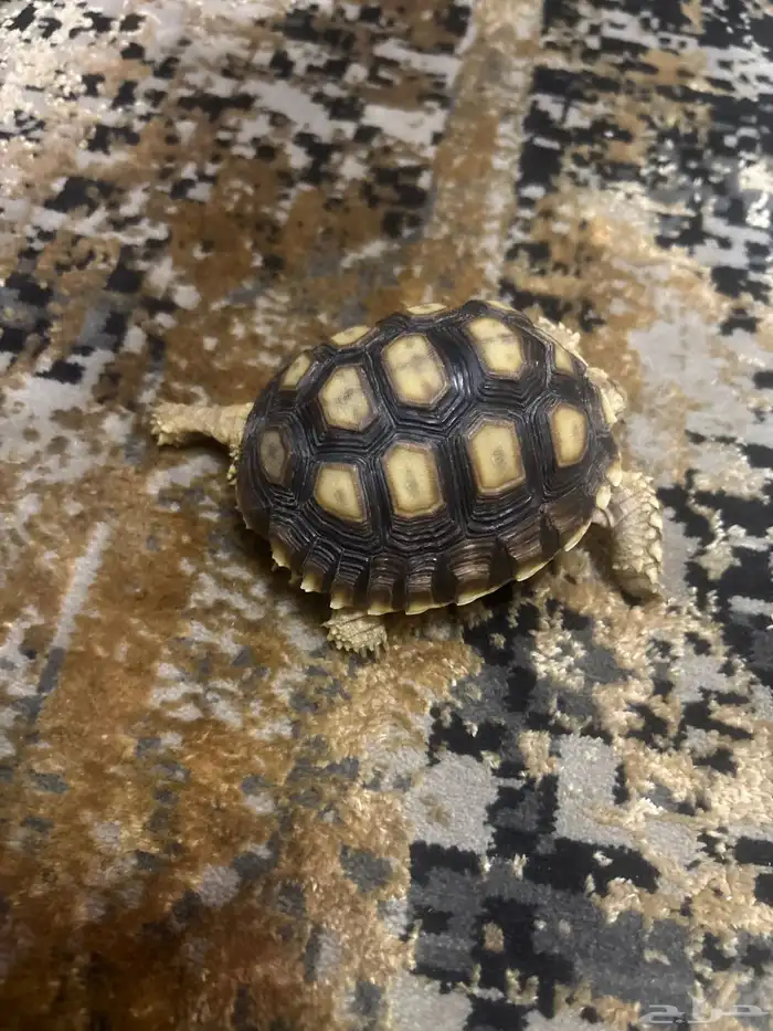 سلحفاة برية سولكاتا 1