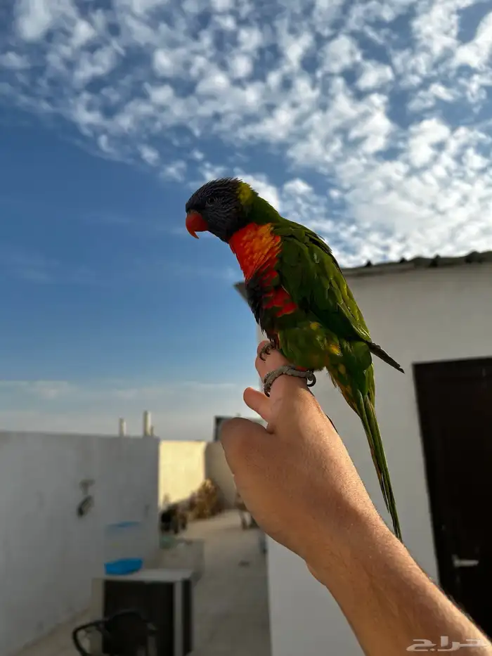 لوري ينبو اليف و متكلم و يرقص و لعوب مشاء الله 8