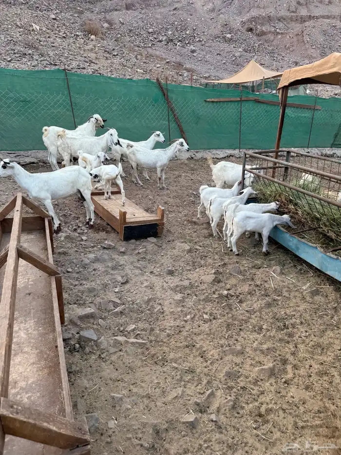 ماعز بيشيات مواليد 10