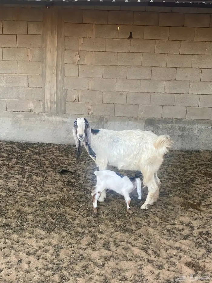 عنز والد مشروكه 0