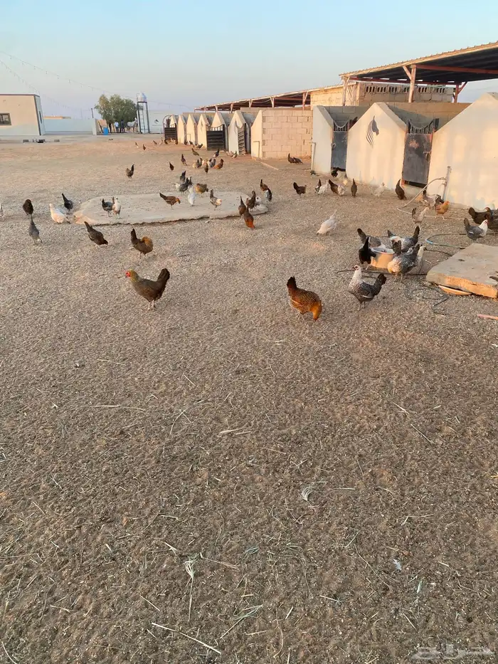 دجاج بلدي للبيع 4