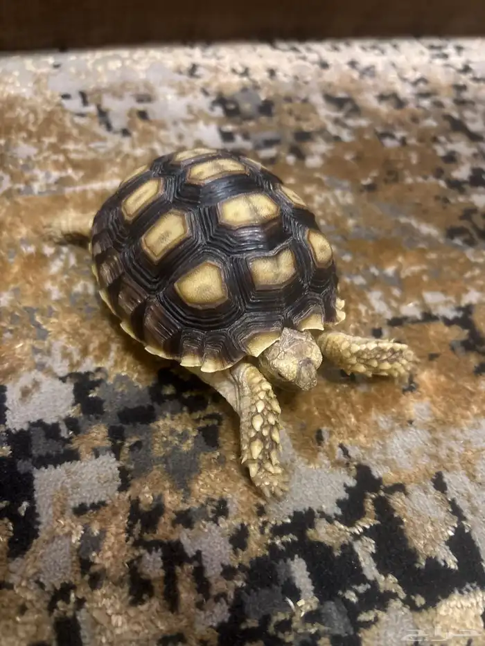 سلحفاة برية سولكاتا 0