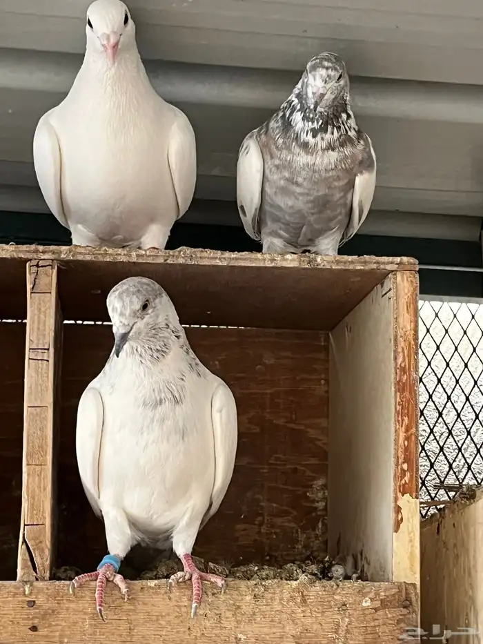 حمام عشة كامله 0