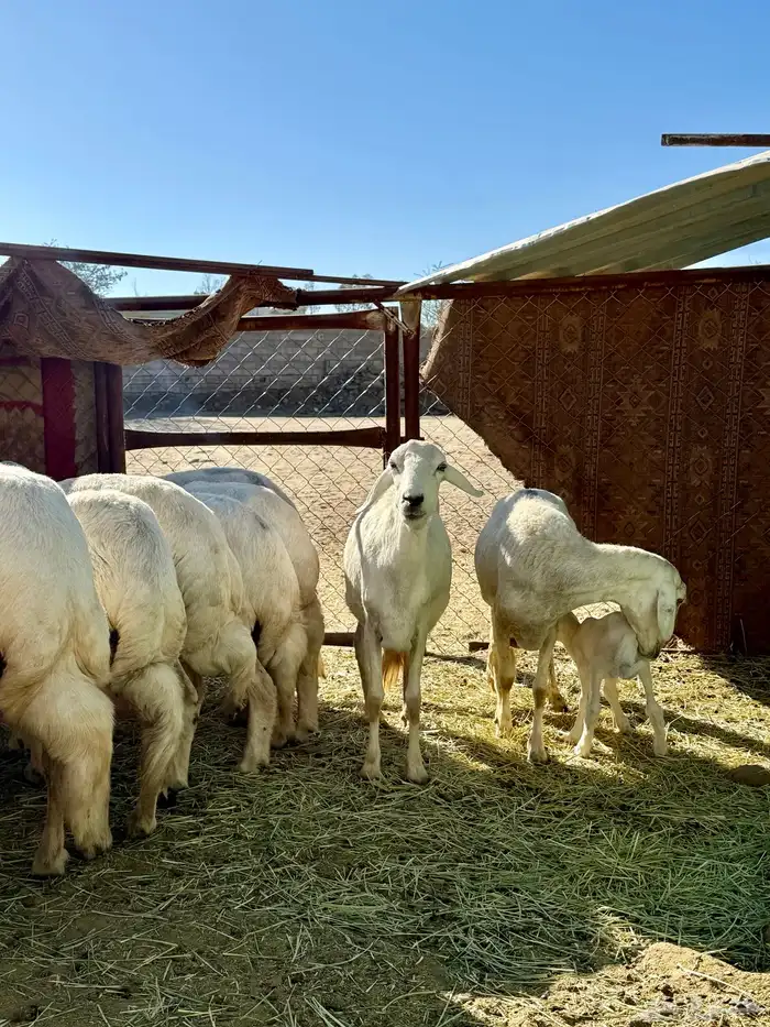 غنم صنف فاخر 11 عليها 13 ( تم البيع ) 0
