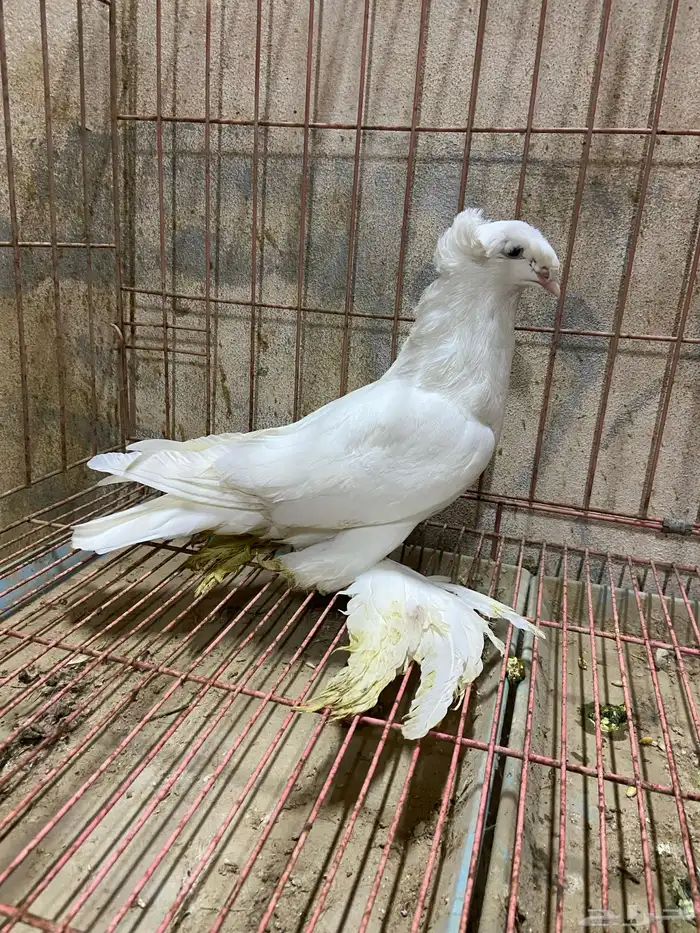 طيور زينه نجفي 0