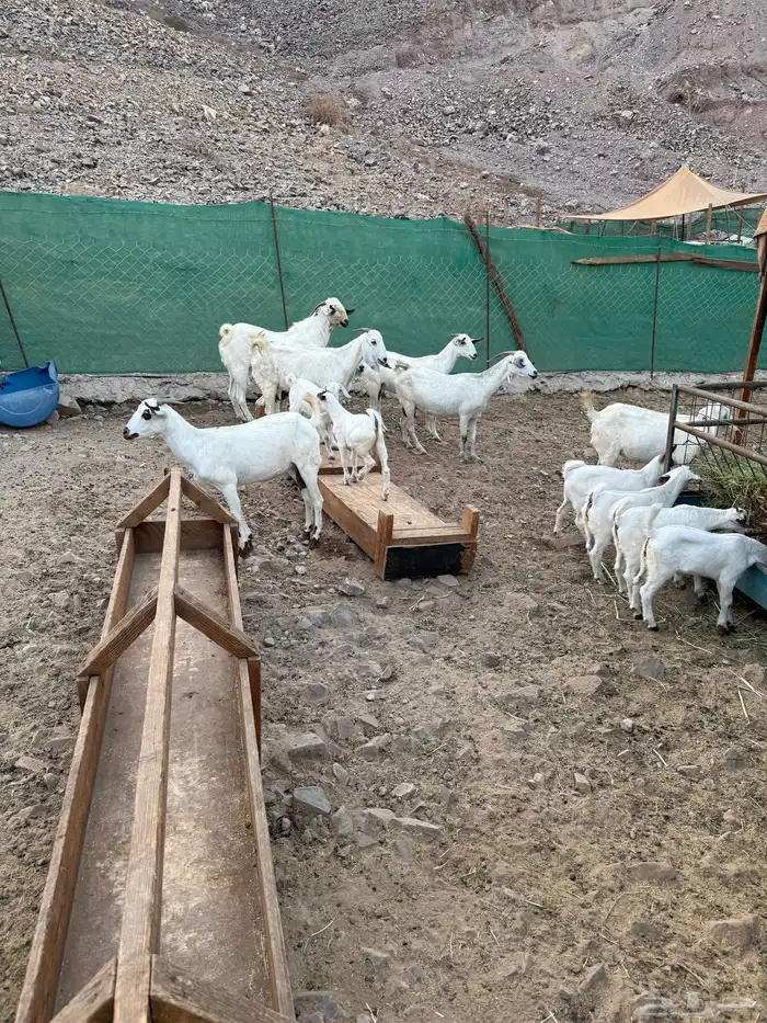 ماعز بيشيات مواليد 9